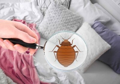 Treatments Done by Bed Bug Control Specialists