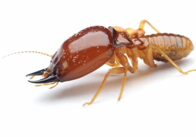 Termite Control Tactics That Doesn’t Work