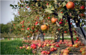 Fruit Trees