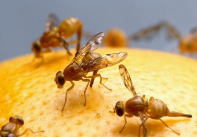 What Can Attract Mosquitoes to Your Yard in Plano?
