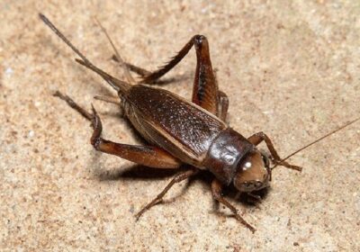 Five Ways to Ensure Crickets Cannot Infest Your Glen Ellyn Home This Fall