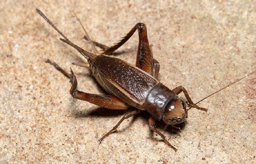 Ensure Crickets Cannot Infest