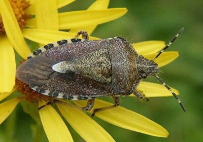 Fall Pests That Overwinter Aggressively in Tinton Falls Residential Homes