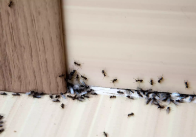 Different Types of Pests That Usually Invade New Homes in Ashburn
