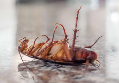 How to Know Rodents Have Taken Over Your Property