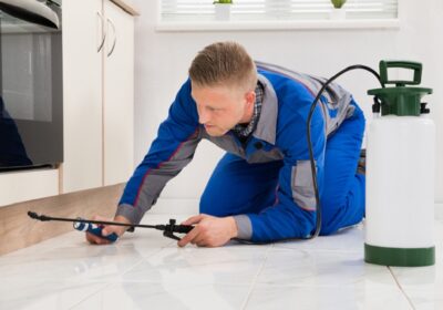 Pests Thriving in St. Louis’ Basement Laundry Rooms