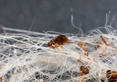 How Often Should You Have a Home Inspection for Pest Control in Tinton Falls, NJ